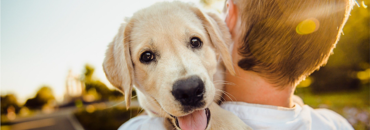 Cachorro no colo